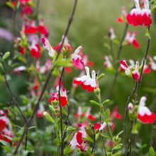 Load image into Gallery viewer, Salvia Hot Lips
