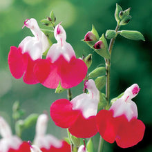 Load image into Gallery viewer, Salvia Hot Lips
