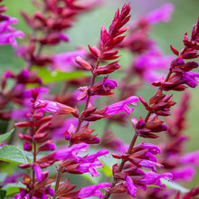 Load image into Gallery viewer, Salvia Salgoon Lake Garda
