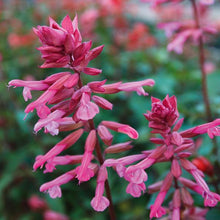 Load image into Gallery viewer, Salvia Skyscraper Pink

