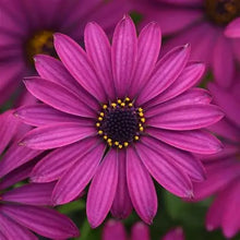 Load image into Gallery viewer, Osteospermum Serenity Dark Purple
