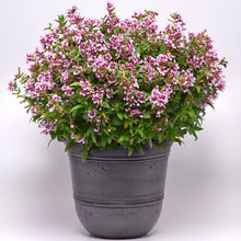 Load image into Gallery viewer, Cuphea Sweet Talk Lavender
