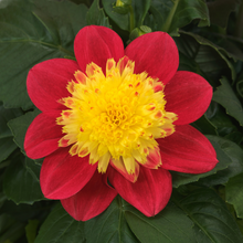 Load image into Gallery viewer, Dahlia Venti FireBurst
