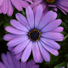 Load image into Gallery viewer, Osteospermum Zion Denim Blue
